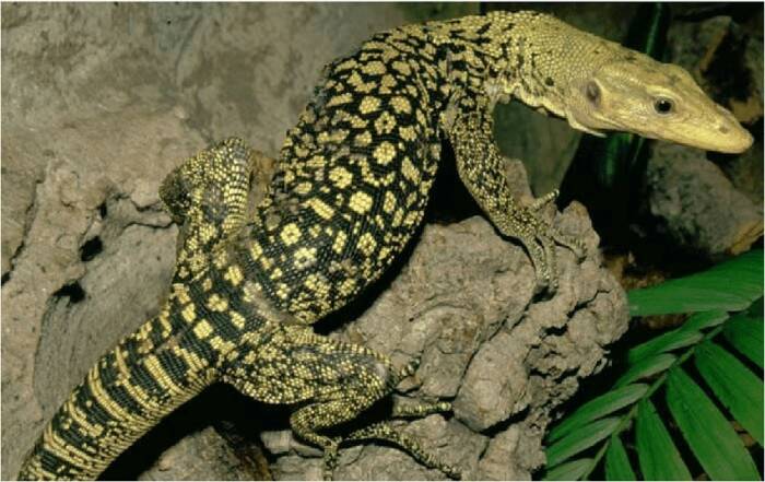 Biawak banggai. (gardaanimalia) Tak Hanya Komodo, 5 Biawak Ini Juga Dilindungi
