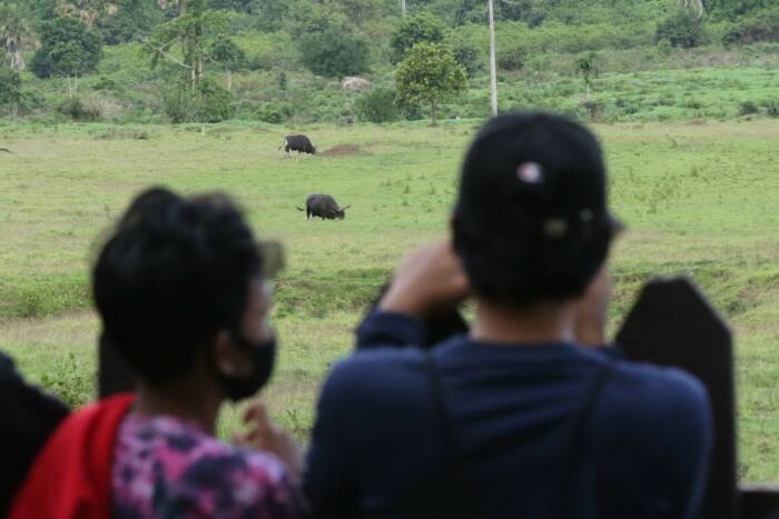 Pengunjung mengamati satwa yang berada di Savana sadengan (ANTARA FOTO/Budi Candra Setya) Pengunjung mengamati satwa yang berada di Savana sadengan