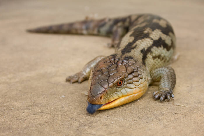 Kadal lidah biru, Tiliqua nigrolutea. (Wikipedia) Kadal lidah biru, Tiliqua nigrolutea