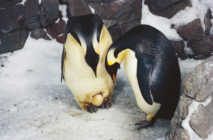 Ilustrasi penguin dan telurnya. (penguinplacepost.wordpress) Ilustrasi penguin dan telurnya. (