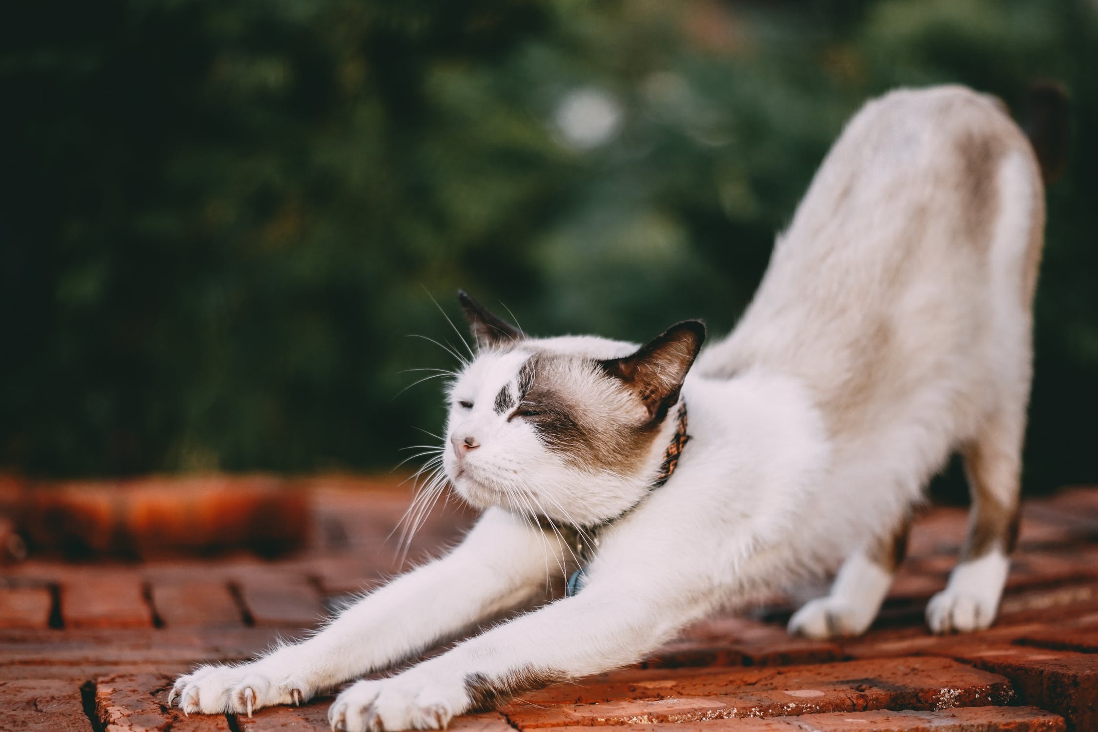 Ilustrasi kucing. (Pexels/ Tamba Budiarsana) Ilustrasi kucing memijat