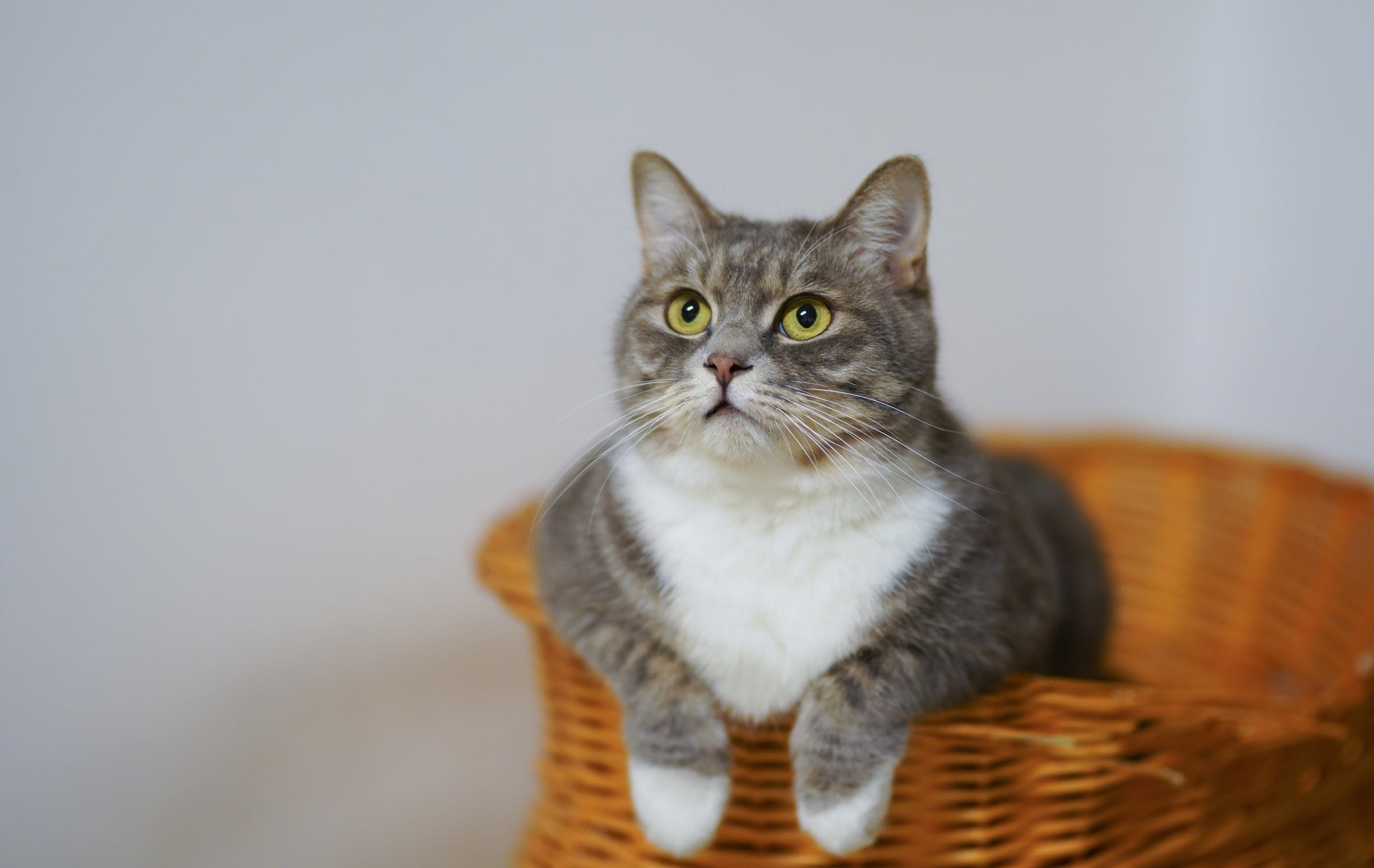 Ilsutrasi kucing lucu dan mengemaskan. (Pexels/Buenosia Caro) Ilsutrasi kucing lucu dan mengemaskan.