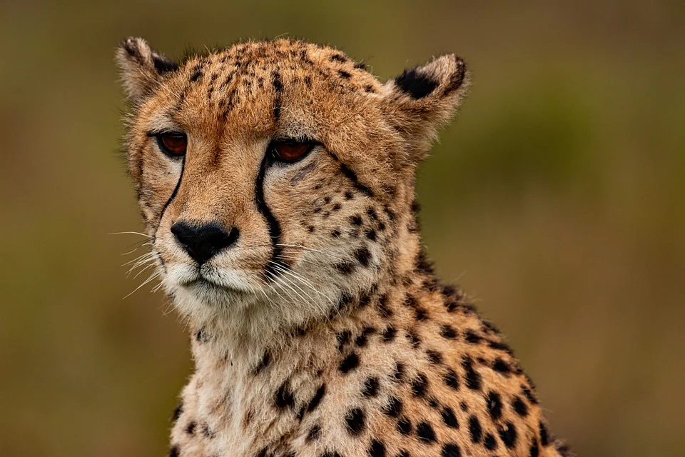 Cheetah dan garis hitam di bagian wajah yang menjadi ciri khasnya. (Pixabay/Callmebaz) Cheetah dan garis hitam di bagian wajah yang menjadi ciri khasnya.