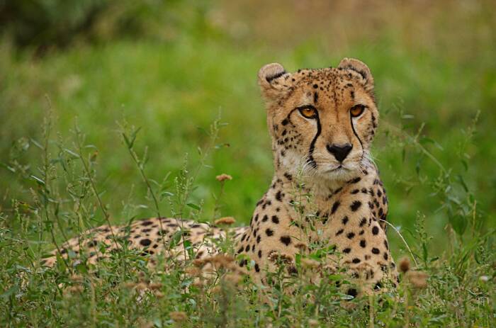 Cheetah, hewan darat tercepat di dunia. (Pixabay/Wildfaces) Cheetah, hewan darat tercepat di dunia.