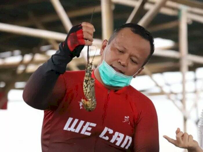 Menteri Kelautan dan Perikanan Edhy Prabowo memegang hasil pembudidayaan lobster. (ANTARA/HO/Dokumentasi KKP) menteri edhy prabowo ditangkap kpk, edhy prabowo ditangkap kpk, menteri kkp, edhy prabowo,