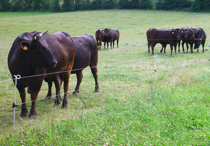 Ilustrasi sapi wagyu. (Flickr/Landgoed Altembrouck) Ilustrasi sapi wagyu