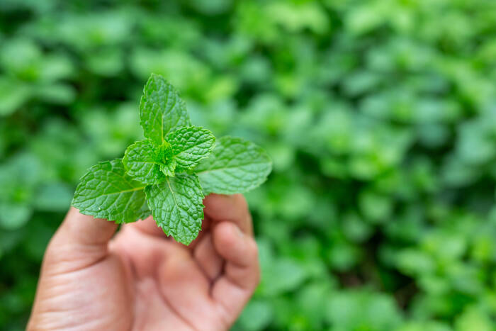 Peppermint (freepik) Peppermint