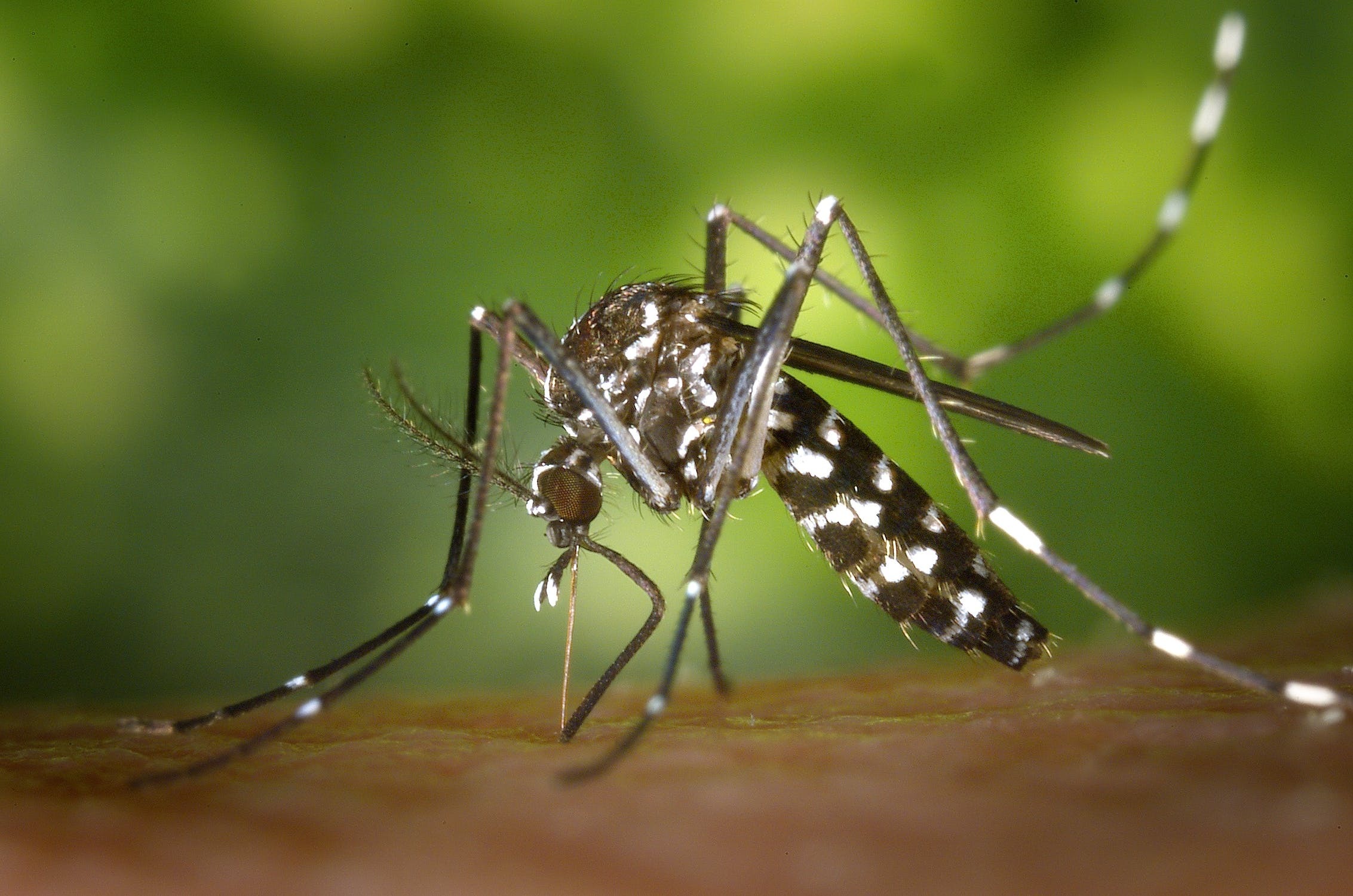 Ilustrasi gigitan nyamuk Aedes aegypti. (Pexels/Pixabay) 5 Penyakit yang Mengintai di Musim Hujan, Hati-hati Tertular!