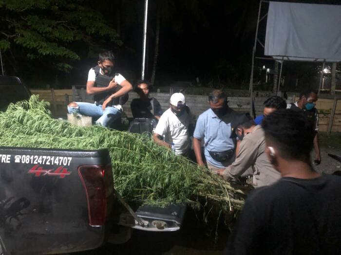 Polisi mengangkut tanaman ganja dari ladang ganja di Papua. (Humas Polda Papua) Ladang Ganja Ditemukan di Papua, Pemiliknya WN Papua Nugini Diburu Polisi