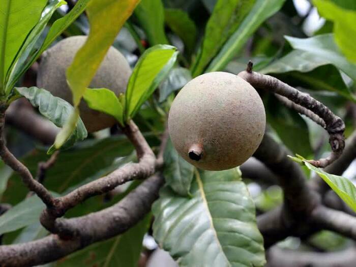 Buah Jenipapo. (Pinterest/Remedio-caseiro.com) Buah Jenipapo memberi warna biru alami pada makanan