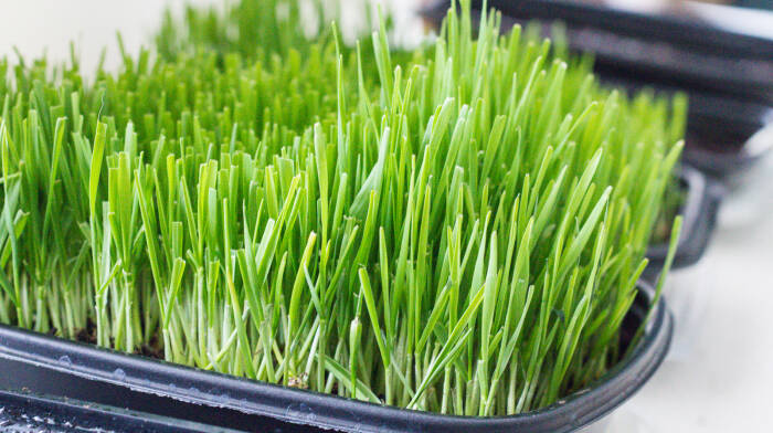 Wheatgrass yang dapat ditanam di dalam ruangan. (Flickr/Everyday Urban Gardener) Wheatgrass yang dapat ditanam di dalam ruangan