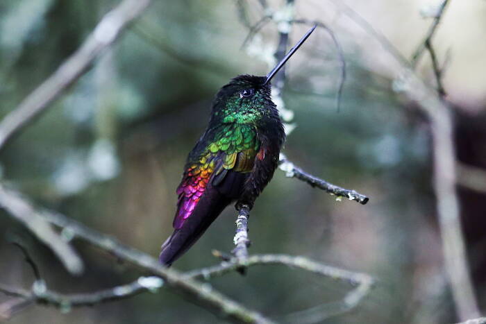 Kemungkinan persilangan antara Coeligena bonapartei dan burung kolibri Coeligena helianthea duduk di dahan (REUTERS/Luisa Gonzalez) Kemungkinan persilangan antara Coeligena bonapartei dan burung kolibri Coeligena helianthea duduk di dahan