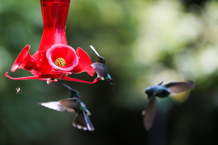 Burung kolibri Glowing Puffleg mendarat di pengumpan plastik dengan air gula (REUTERS/Luisa Gonzalez) Burung kolibri Glowing Puffleg mendarat di pengumpan plastik dengan air gula
