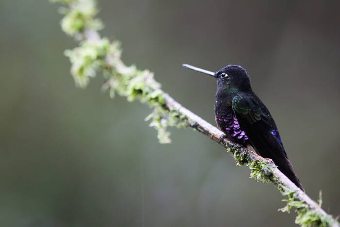 Burung kolibri Starfrontlet tenggorokan biru (REUTERS/Luisa Gonzalez) Burung kolibri Starfrontlet tenggorokan biru