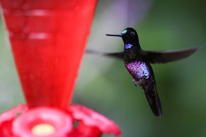 Burung kolibri Starfrontlet tenggorokan biru (REUTERS/Luisa Gonzalez) Burung kolibri Starfrontlet tenggorokan biru