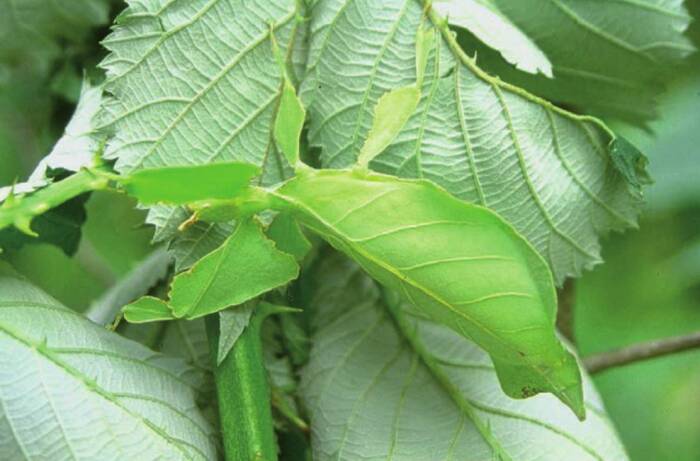 Serangga peniru daun. (researchgate.net) Serangga peniru daun (Phyllium bioculatum)