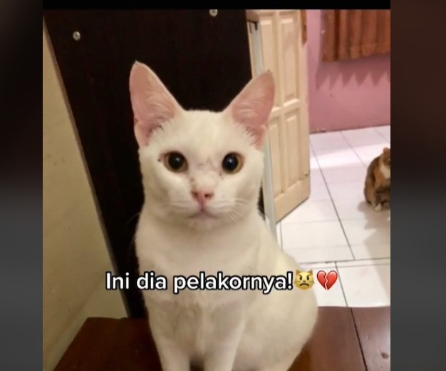 Kucing disebut pelakor viral (Tiktok) kucing, pelakor, hewan peliharaan, viral