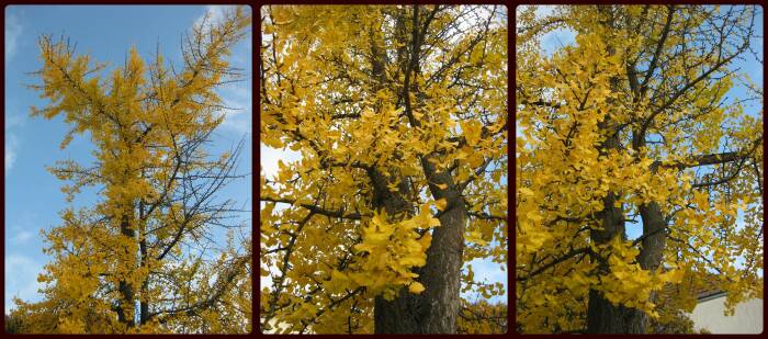 Tanaman kuno ginkgo biloba. (Flickr/TonyFernando) Tanaman kuno ginkgo biloba
