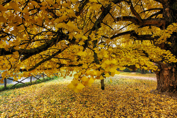 Pohon Ginkgo biloba di musim gugur. (Flickr/Ennio Rainaldi) Pohon Ginkgo biloba di musim gugur.