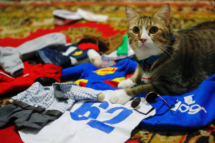 REUTERS/Ajeng Dinar Ulfiana Seekor kucing memakai kostum cosplay di Bogor