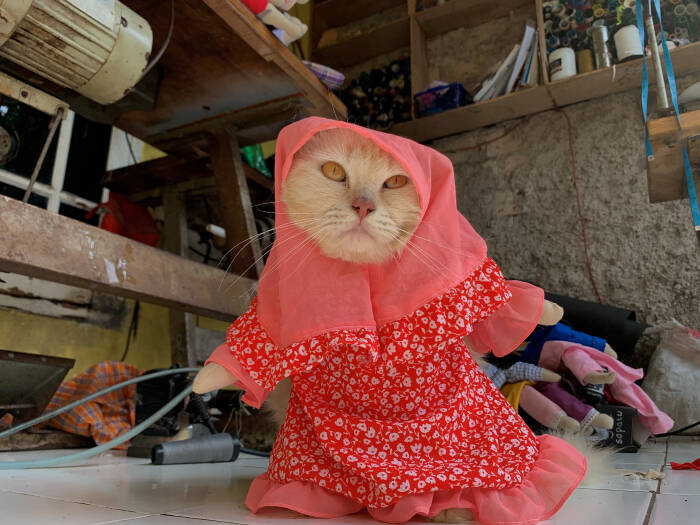REUTERS/Yuddy Cahya Budiman Seekor kucing memakai kostum cosplay di Bogor
