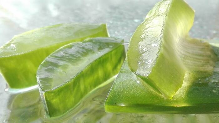 Gel lidah buaya (Pixabay/Mozo190) lidah buaya