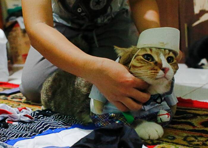 Saat kucing menggunakan kostum. (photo/REUTERS /Yuddy Cahya Budiman) Saat kucing menggunakan kostum. (photo/REUTERS /Yuddy Cahya Budiman)