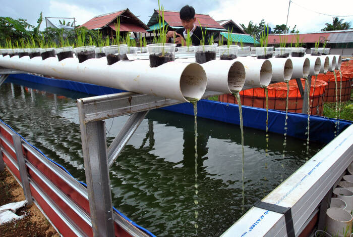 FOTO: Budidaya Lele di Kampung Ramah Lingkungan