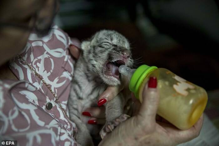Harimau putih bernama Nieve. (Dailymail/EPA) Harimau putih bernama Nieve. (Dailymail/EPA)