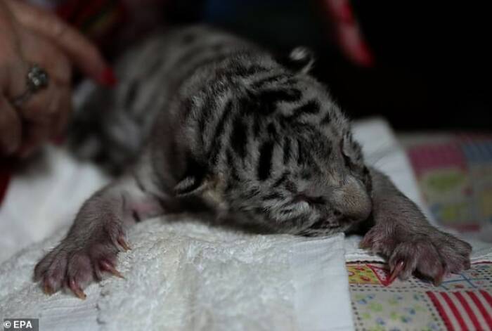 Harimau putih bernama Nieve. (Dailymail/EPA) Harimau putih bernama Nieve. (Dailymail/EPA)