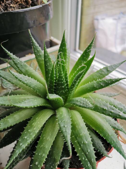 Aloe Vera. (Photo/Ilustrasi/Unsplash) Bahan Atasi Leher yang Kelihatan Gelap