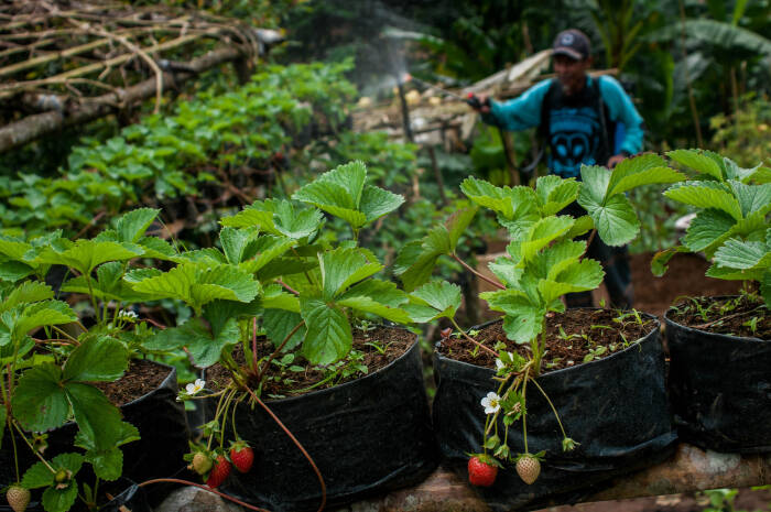 ANTARA FOTO/Muhammad Bagus Khoirunas Petani gabungan kelompok tani (gapoktan) Mutiara Bumi merawat tanaman buah strawberry di Kebun Strawberry Cibeber