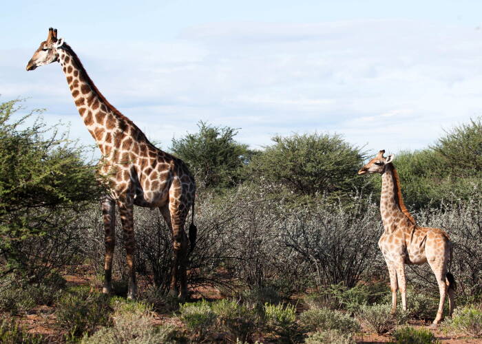 Penemuan jerapah mini di Afrika. (REUTERS/GIRAFFE CONSERVATION FOUNDATION) Penemuan jerapah mini di Afrika