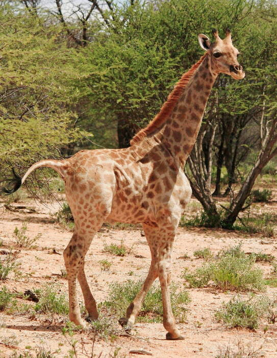 Penemuan jerapah pendek di Afrika. (REUTERS/GIRAFFE CONSERVATION FOUNDATION) Penemuan jerapah pendek di Afrika