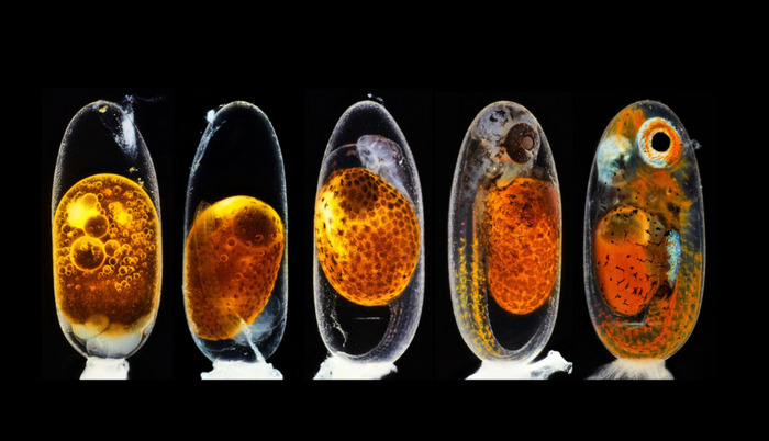 Tampilan pemenang foto Nikon Small World milik Daniel Knop. (photo/Daniel Knop/Nikon Small World) Nikon Small World