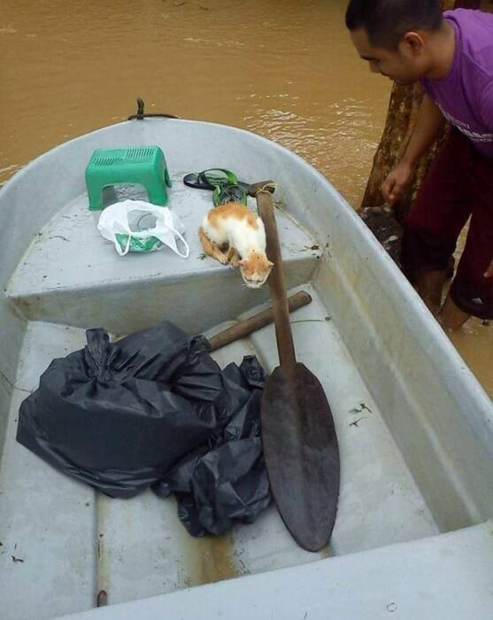 Yusof selamatkan kucing. (Photo/mStar) kucing