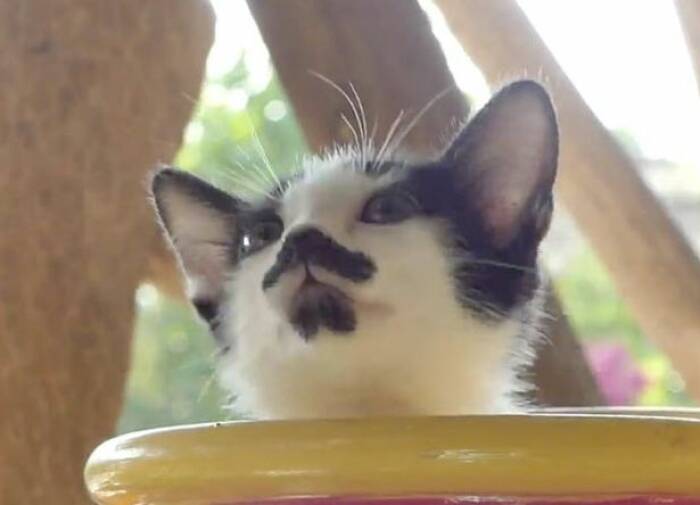 Kucing yang memiliki kumis dan jenggot (VIRAL PRESS) Kucing yang memiliki kumis dan jenggot