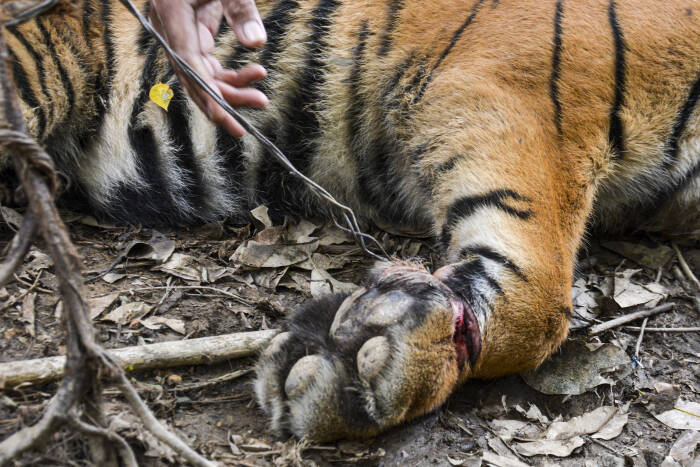 ANTARA FOTO/Faisal Selian Tim gabungan Balai Konservasi Sumber Daya Alam (BKSDA) Aceh mengevakuasi seekor anak Harimau Sumatera