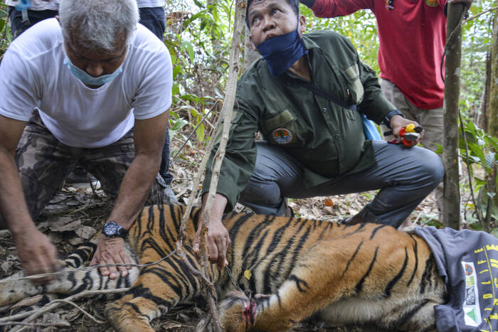 ANTARA FOTO/Faisal Selian Tim gabungan Balai Konservasi Sumber Daya Alam (BKSDA) Aceh mengevakuasi seekor anak Harimau Sumatera