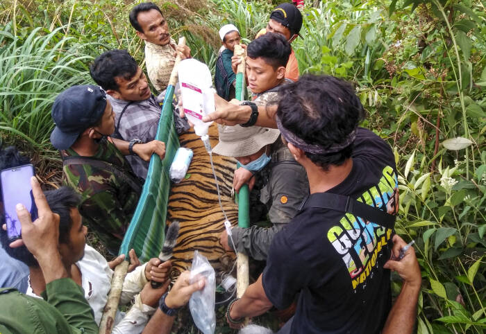 ANTARA FOTO/Faisal Selian Tim gabungan Balai Konservasi Sumber Daya Alam (BKSDA) Aceh mengevakuasi seekor anak Harimau Sumatera