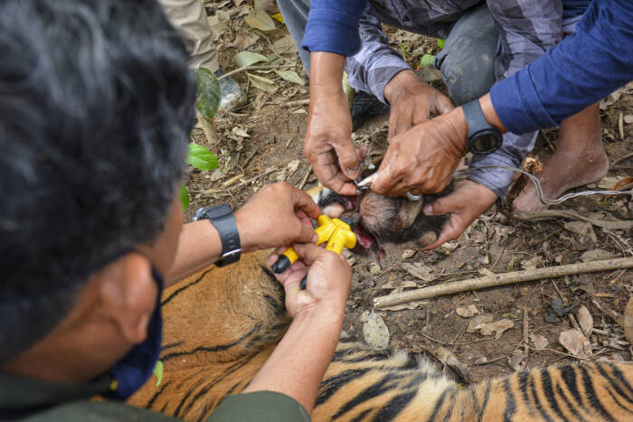 ANTARA FOTO/Faisal Selian Tim gabungan Balai Konservasi Sumber Daya Alam (BKSDA) Aceh mengevakuasi seekor anak Harimau Sumatera
