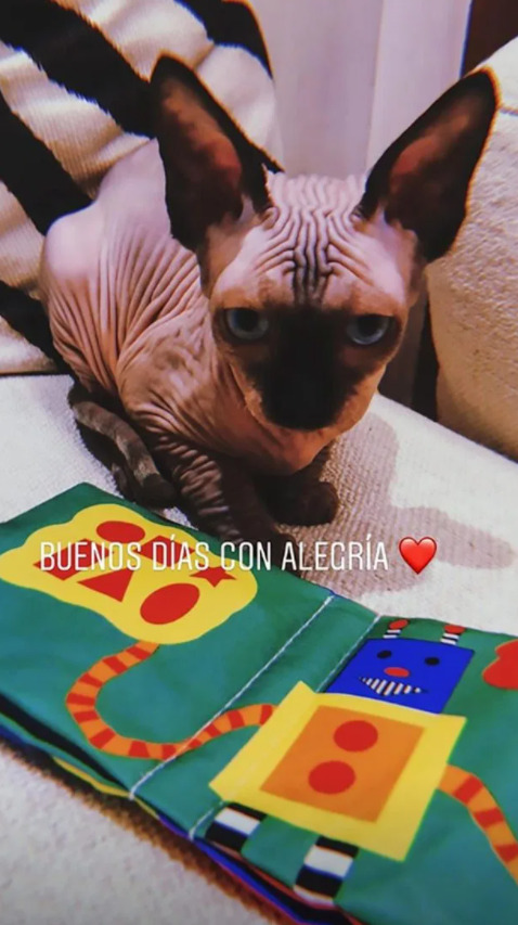 Kucing Sphynx Moggie Cristiano Ronaldo (Instagram/@georginagio) Kucing Sphynx Moggie Cristiano Ronaldo